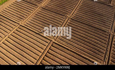 Vista aerea dell'agricoltore che prepara terreni con coltivatore a seminativo come parte delle attività di pre-semina nella stagione primaverile dei lavori agricoli presso l'azienda agricola Foto Stock