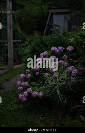 Cespuglio di crisantemi rosa nel giardino Foto Stock