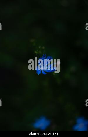 Fiore di cicoria blu nel giardino Foto Stock