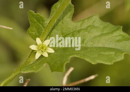 Primo piano naturale su un piccolo fiore giallo-verde di brigata bianca, mandrake inglese o foca da donna, Bryonia dioica , dalle dune belghe Foto Stock