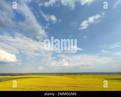 Un grande campo seminato con colza e un bel cielo blu in Ucraina Foto Stock