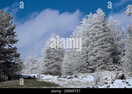 Gelo sugli alberi invernali Pinus Nigra Lificio in Sicilia, Parco Nazionale dell'Etna, Italia Foto Stock