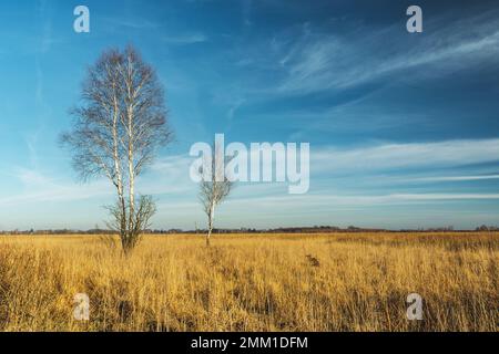 Alberi di betulla su prato asciutto savana e nuvole astratte nel cielo, Polonia orientale Foto Stock