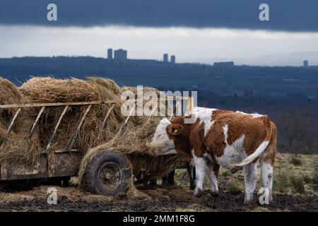 Mugdock Country Park, vicino a Milngavie, Glasgow, Scozia, Regno Unito. 29th Jan, 2023. UK Weather: Una mucca spazzata dal vento che mangia fieno al Mugdock Country Park mentre le nuvole di covata scoscura appendono sopra Glasgow in lontananza Credit: Kay Roxby/Alamy Live News Foto Stock