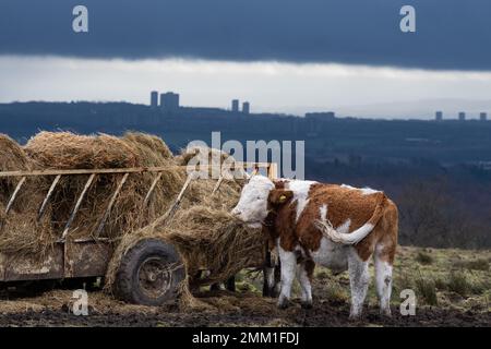 Mugdock Country Park, vicino a Milngavie, Glasgow, Scozia, Regno Unito. 29th Jan, 2023. UK Weather: Una mucca spazzata dal vento che mangia fieno al Mugdock Country Park mentre le nuvole di covata scoscura appendono sopra Glasgow in lontananza Credit: Kay Roxby/Alamy Live News Foto Stock