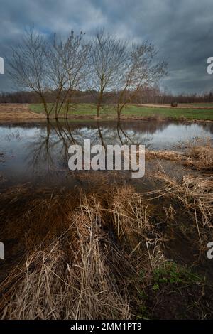 Riflessione di alberi in acqua su un prato in una giornata nuvolosa, Zarzecze, Polonia Foto Stock