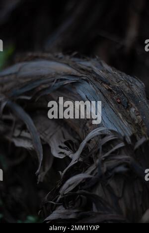 Radici di un albero nel giardino Foto Stock