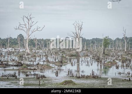 Ceppi di alberi morti in una palude vicino a Hue Imperial City (la Cittadella), Vietnam Foto Stock