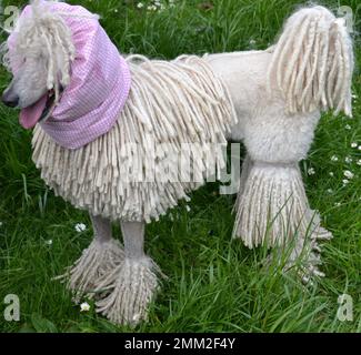 Cane da poodle bianco con pedigree artistico con capelli lunghi ricci in piedi su erba verde primavera mottley in giardino. Spettacolo di barbatella per cani. Foto Stock