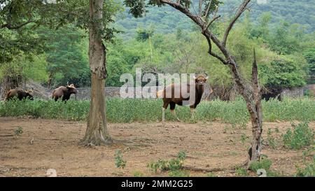 Il gauro, noto anche come bisonte indiano, è un bovino nativo del sud e del sud-est asiatico. Nel parco zoologico di Chennai Arignar Anna o nello zoo di Vandalur. Foto Stock