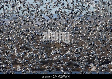 Oche da neve (Anser Caerulescens) in volo, Umatilla National Wildlife Refuge, Oregon Foto Stock