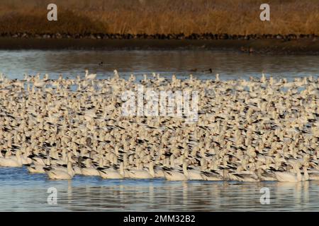 Oche da neve (Anser Caerulescens), McNary National Wildlife Refuge, Washington Foto Stock