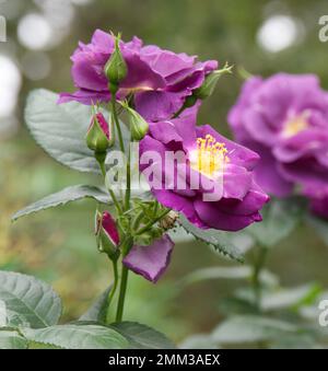 Viola floribunda rosa rosa Rosa Rhapsody in blu, fiorendo in un giardino britannico settembre Foto Stock