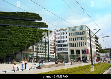 Edificio ecologico coperto da siepi di carpino presso l'innovativo Kö-Bogen II di Düsseldorf/Germania di Ingenhoven Architects. Foto Stock