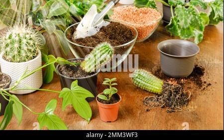 Cactus che pianta e concetto di giardinaggio. Giardino interno casa con piante verdi e cactus in vasi da fiori su tavolo di legno. Suolo e drenaggio per Foto Stock