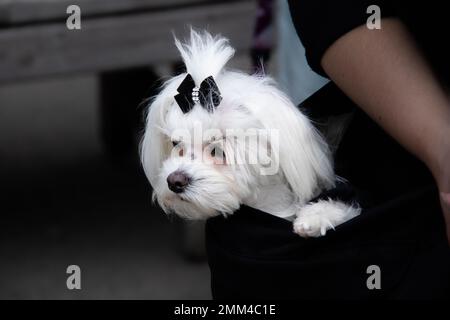 Un piccolo cane bianco che viene portato in una borsa nera. Così carino e adorabile Foto Stock