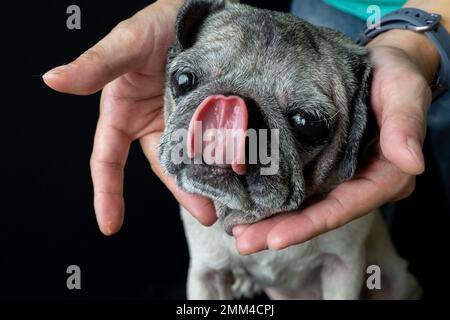 Naso leccare bene. Le tazze sono uno dell'animale domestico più adorabile con il loro sguardo triste. Foto Stock