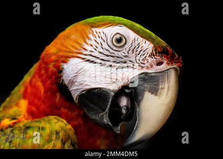 Ritratto di un macaw ad alette verdi un animale domestico esotico e costoso Foto Stock