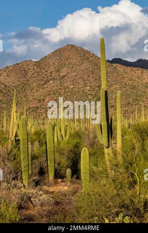 Habitat di Cactus Saguaro nel Parco Nazionale di Saguaro, Arizona, USA Foto Stock