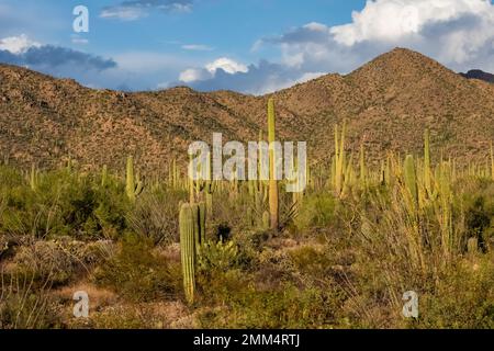 Habitat di Cactus Saguaro nel Parco Nazionale di Saguaro, Arizona, USA Foto Stock