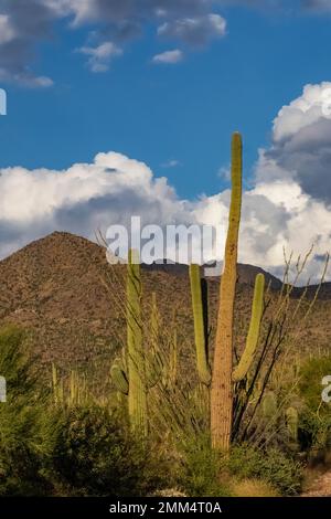 Habitat di Cactus Saguaro nel Parco Nazionale di Saguaro, Arizona, USA Foto Stock