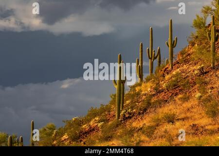 Habitat di Cactus Saguaro nel Parco Nazionale di Saguaro, Arizona, USA Foto Stock