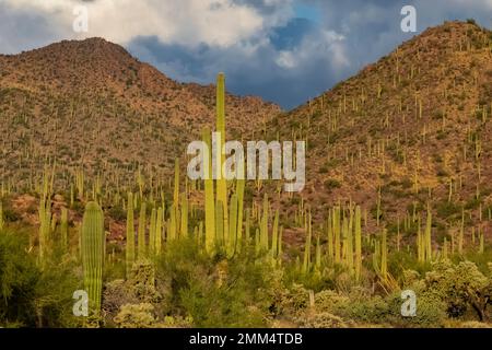 Habitat di Cactus Saguaro nel Parco Nazionale di Saguaro, Arizona, USA Foto Stock