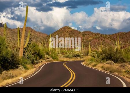 Strada panoramica che attraversa il Tucson Mountain District del Saguaro National Park, Arizona, USA Foto Stock