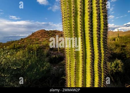 Saguaro Cactus primo piano nel Saguaro National Park, Arizona, USA Foto Stock