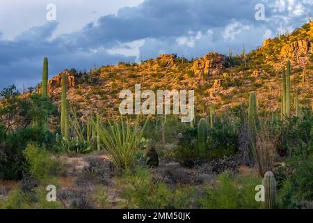 Luce calda nel tardo pomeriggio sulle caratteristiche Cactus Saguaro e Ocotillos del Saguaro National Park, Arizona, USA Foto Stock