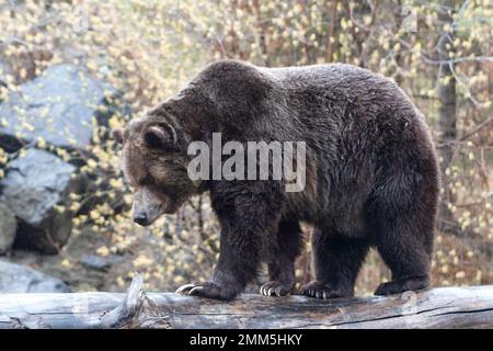 Grizzly Bear camminando su un tronco Foto Stock