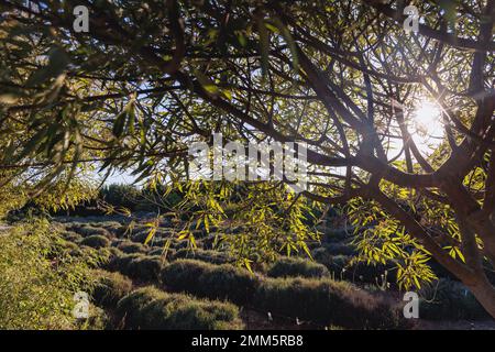 Vitex agnus-castus pianta chiamata albero di caste nel paese isola di Cipro Foto Stock