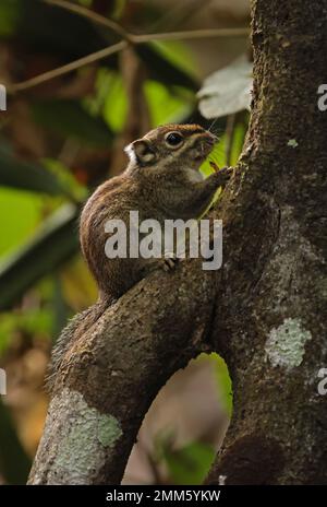Scoiattolo a strisce Marittime (Tamiops maritimus moi) adulto che riposa sul ramo che mangia Cat Tien, Vietnam Dicembre Foto Stock