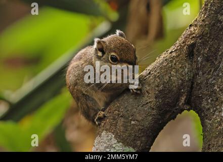 Scoiattolo a strisce Marittime (Tamiops maritimus moi) adulto che riposa sul ramo che mangia Cat Tien, Vietnam Dicembre Foto Stock