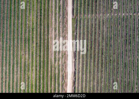 Strada tra vigneti nel villaggio di Dworzno vicino alla città di Mszczonow, Zyrardow County, Polonia Foto Stock