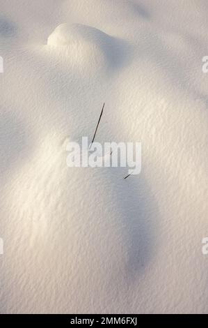 Neve fresca in polvere che copre terreno in inverni. Alsazia, Francia. Foto Stock