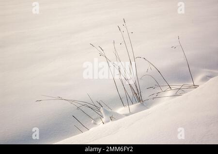 Neve fresca in polvere che copre terreno in inverni. Alsazia, Francia. Foto Stock