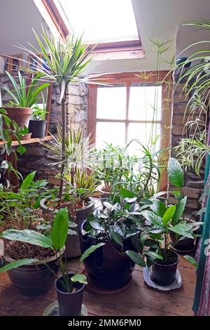 Un gruppo di piante di casa varie che crescono in pentole casa vicino alla finestra luce in Carmarthenshire Galles Regno Unito Gran Bretagna KATHY DEWITT Foto Stock