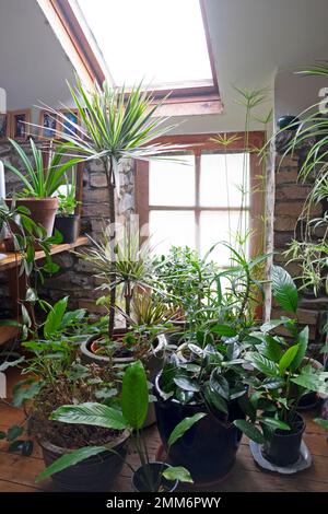 Un gruppo di piante di casa varie che crescono in pentole casa vicino alla finestra luce in Carmarthenshire Galles Regno Unito Gran Bretagna KATHY DEWITT Foto Stock