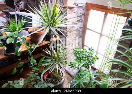 Un gruppo di varie piante da casa che crescono in vasi insidein casa invernale vicino alla luce della finestra in Carmarthenshire Galles Regno Unito Gran Bretagna KATHY DEWITT Foto Stock