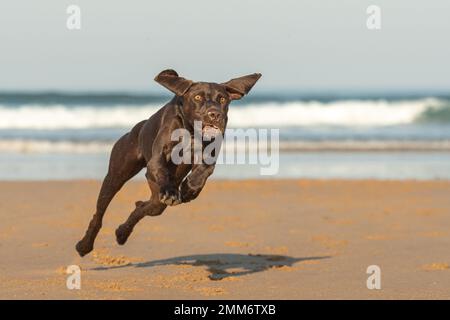 Cane che corre Foto Stock