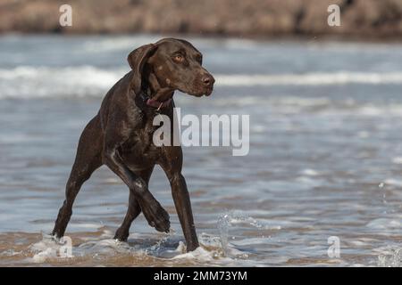 Tedesco Shorthaired puntatore cane salto Foto Stock