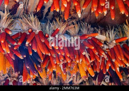 Pannocchie di granoturco appese dal soffitto della fattoria per asciugare i semi di granoturco Foto Stock