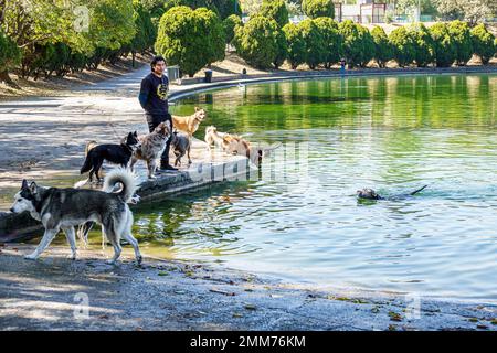 Città del Messico, Bosque de Chapultepec Sezione 2 Foresta, cani camminatore, lago Mayor artificiale, uomo uomini maschio, adulti, residenti residenti Foto Stock