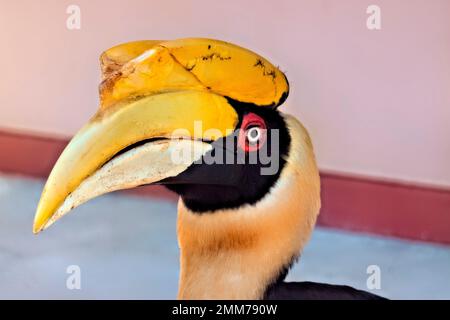 Grande clacera (Buceros bicornis) presso la stazione ranger, Thong Pha Phum Parco Nazionale, Kanchanaburi, Thailandia Foto Stock