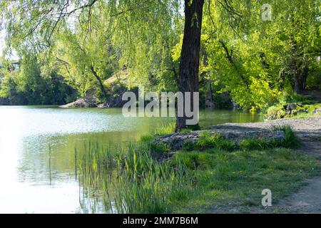 willow albero sulla riva di una cava in primavera Foto Stock