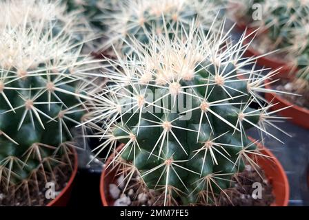 Bel fiore giallo con delicati petali e stamens di un cactus rotondo con  spine acuminate Foto stock - Alamy