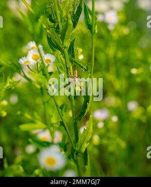 Questo ragno che è solitamente sull'erba. È un cacciatore e non costruisce una rete. È conosciuto come il ragno di fotoricettore del nursery. Pisaura mirabilis Foto Stock