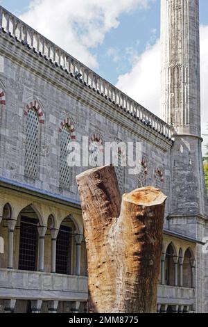 Abbattere il grande vecchio tronco di albero vicino alla moschea di Istanbul Turchia Foto Stock