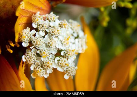 bouquet di diversi fiori selvatici macro foto, collezione di fiori in campo come sfondo, sfondo floreale Foto Stock